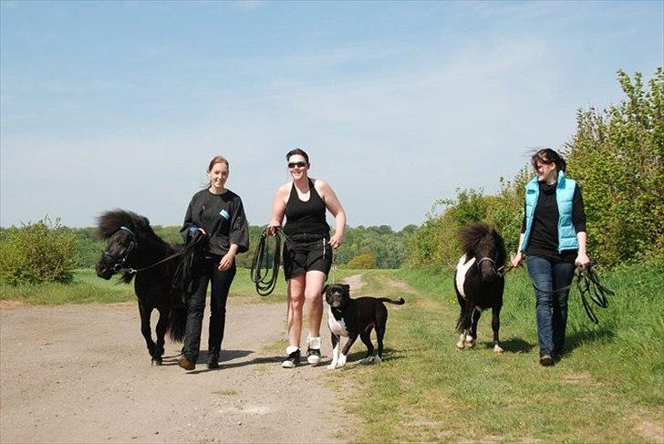 Blanding af racer Rocky billede 14