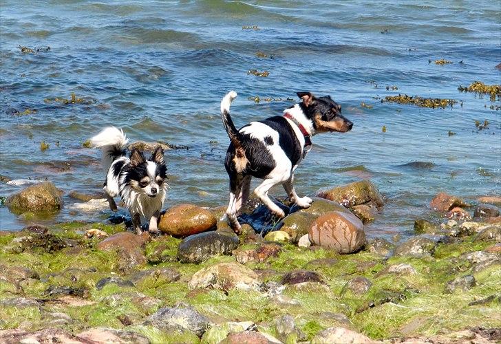 Dansk svensk gaardhund Chicka billede 12