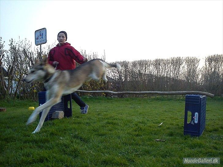 Blanding af racer Bonnie  billede 17