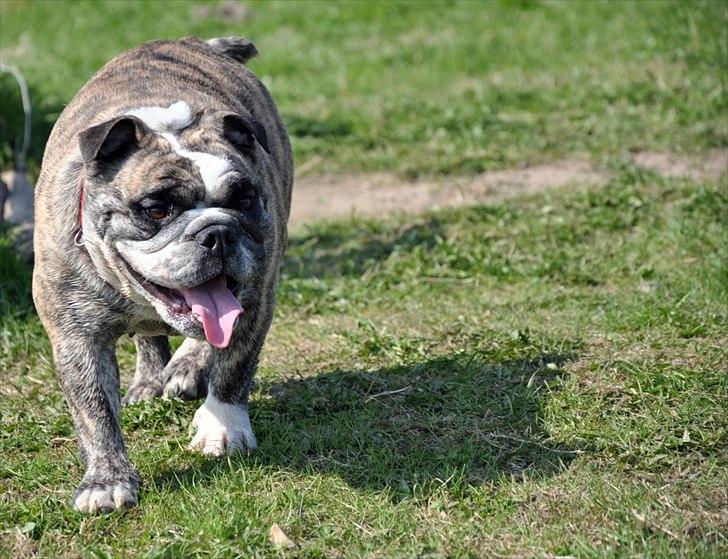 Engelsk bulldog Lollipop (Lolli) billede 1