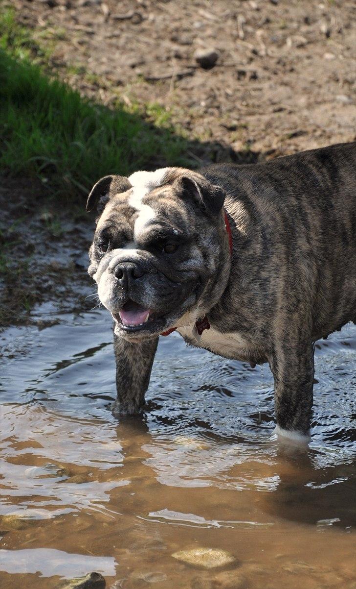 Engelsk bulldog Lollipop (Lolli) billede 17