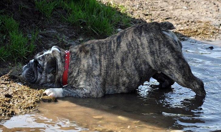 Engelsk bulldog Lollipop (Lolli) billede 18