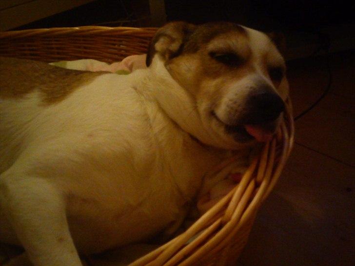 Blanding af racer Sitka - Sitka der får sin skønhedssøvn billede 16