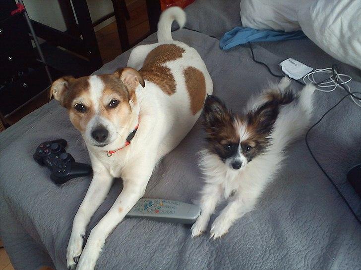 Blanding af racer Sitka - De 2 vovser billede 17