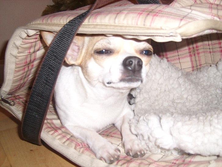 Chihuahua Fucchi billede 2