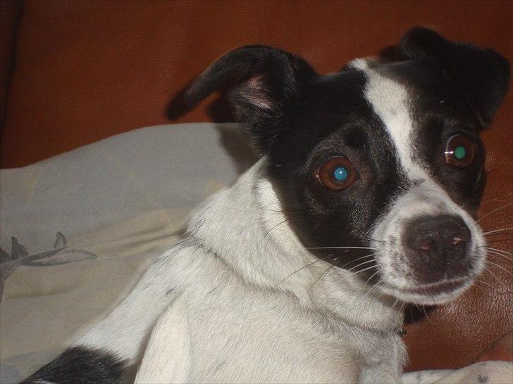 Glathåret foxterrier ¤ Sif ¤ - 10-05-2011 billede 1