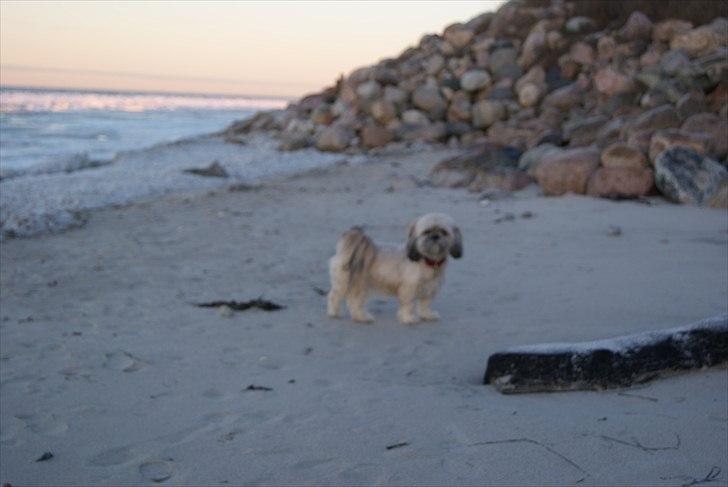 Lhasa apso BECCA,RIP juli 2011 - Ved stranden i Hundested  billede 1