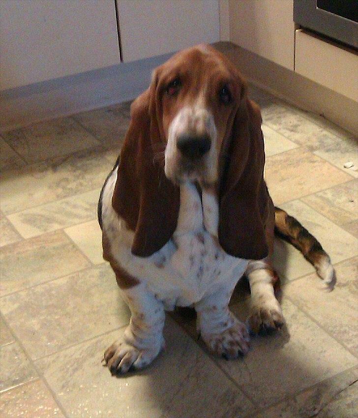 Basset hound Berta - Nu er jeg lige blevet seks md. billede 1