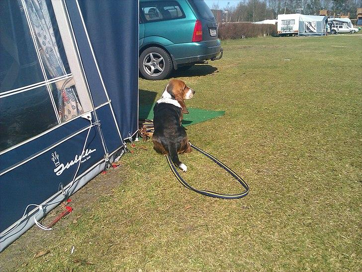 Basset hound Berta - Der er intet bedre end at være på camping. billede 6