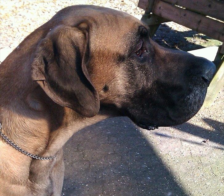 Grand danois Holger - Holger billede 1