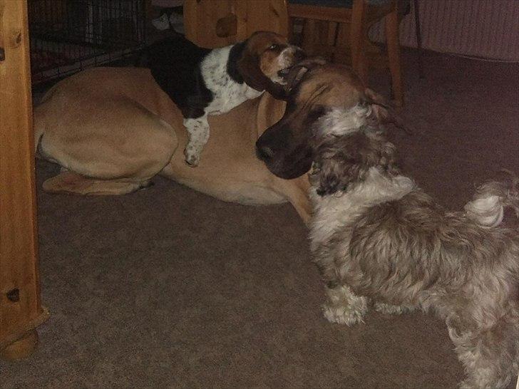 Grand danois Holger - Ja ja, lidt mere til venstre, det er lige der det klør. billede 2