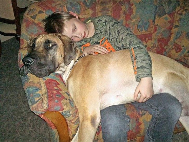 Grand danois Holger - Det er nu hyggeligt. billede 3