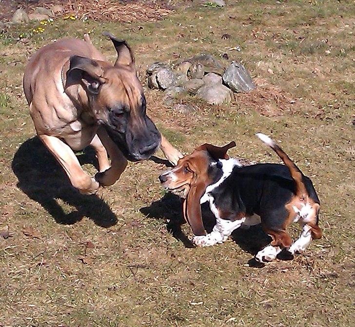 Grand danois Holger - NEEJ den tog mit ben. billede 4