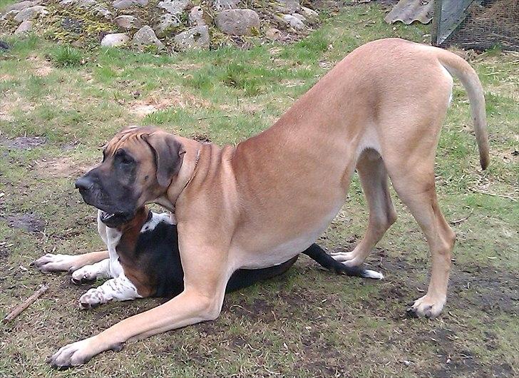 Grand danois Holger - Man har vel visse fordele. billede 5