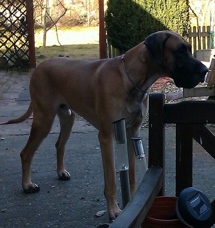 Grand danois Holger billede 6