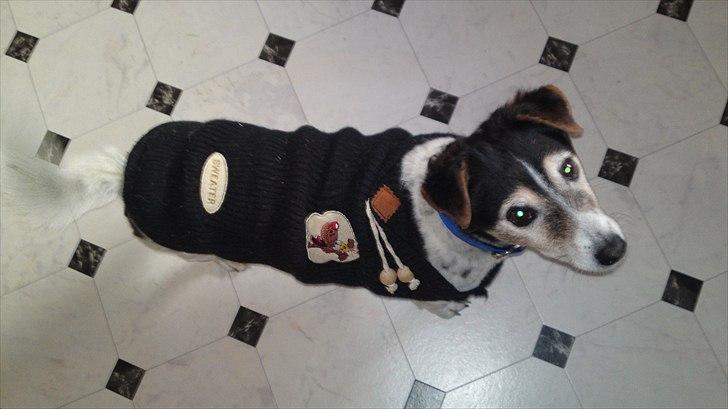 Blanding af racer  * Bosse R.I.P. billede 19