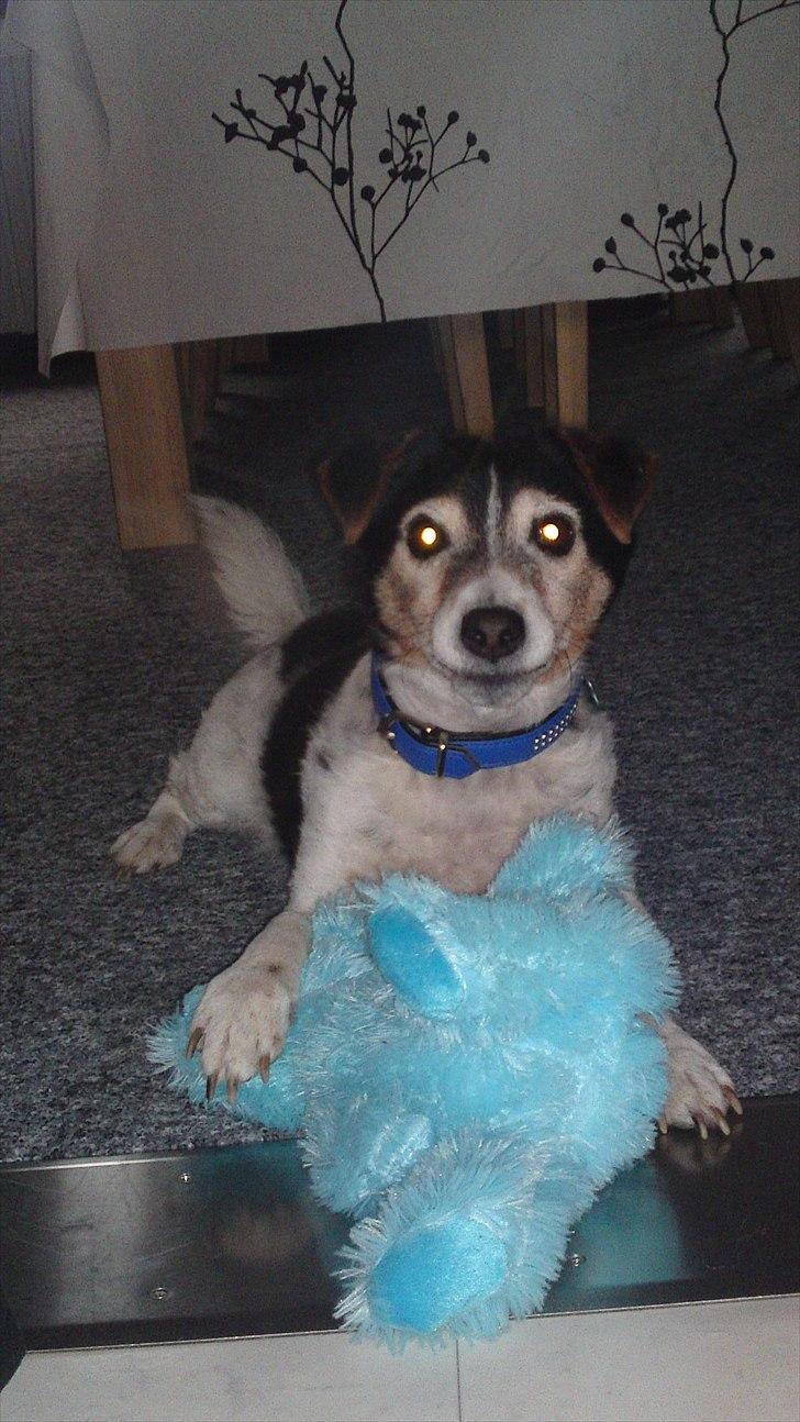 Blanding af racer  * Bosse R.I.P. - Frækkert :P billede 20