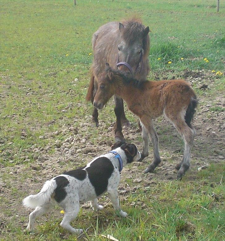 Blanding af racer  * Bosse R.I.P. - Bosse nåede lige og hilse på vores lille mini føl, inden han skulle aflives samme dag. 12. maj 2011 billede 13