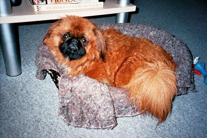 Pekingeser Monty - Mor jeg bliv våd efter den gåtur billede 13