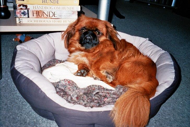 Pekingeser Monty - Det her er bage dejligt billede 14