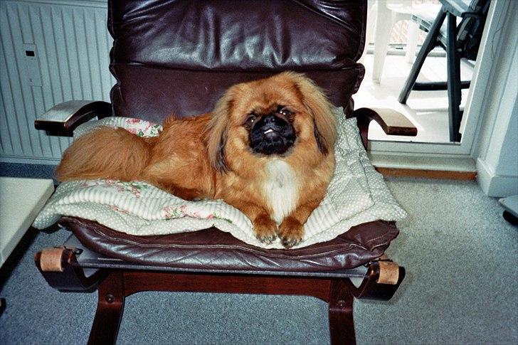 Pekingeser Monty - Tag og fis af mor med det kamera. billede 15