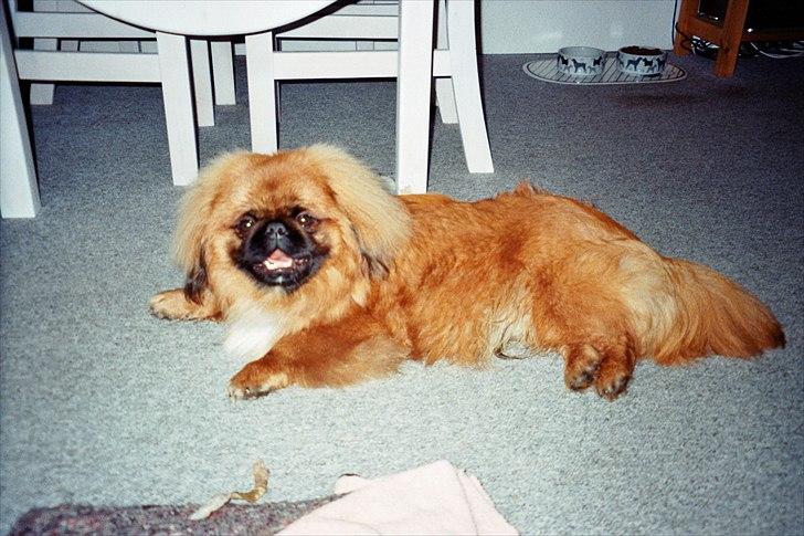 Pekingeser Monty - Ser jeg ikke fræk ud.   billede 16