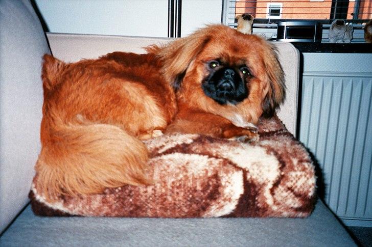 Pekingeser Monty - Jeg ligger rigtigt godt her oppe på tæppet billede 17