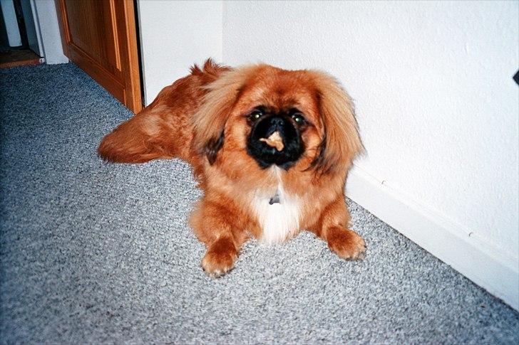 Pekingeser Monty - Dette her er bage guf. billede 18