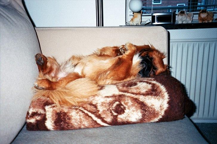 Pekingeser Monty - Ligger jeg ikke sødt mor billede 19