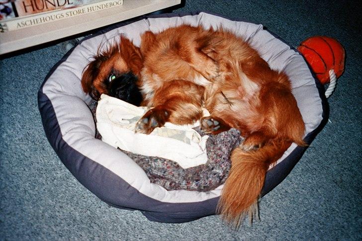 Pekingeser Monty - Dette er bage skønt at slappe af billede 3