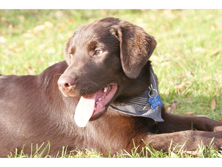 Labrador retriever Cody billede 1