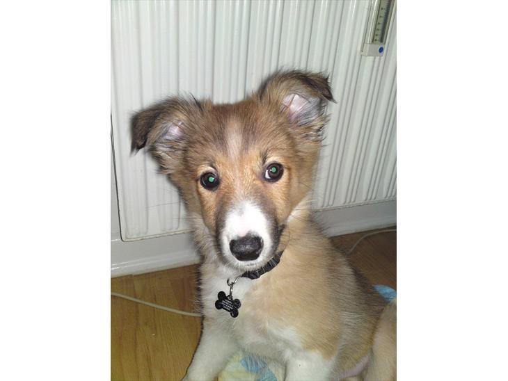 {{currentPhoto.altText}} billede {{currentPhoto.number}}