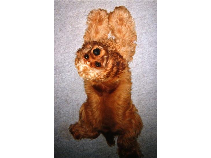 Amerikansk cocker spaniel Sofus billede 1
