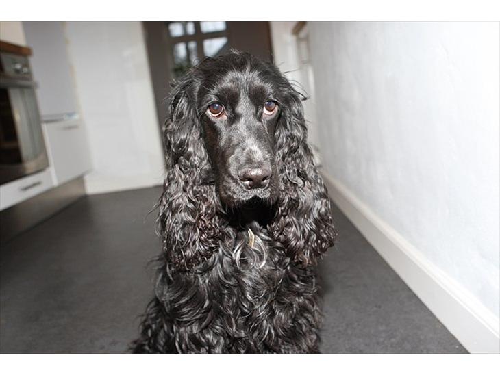 Cocker spaniel Terle - Hej
Og velkommen til min profil billede 1