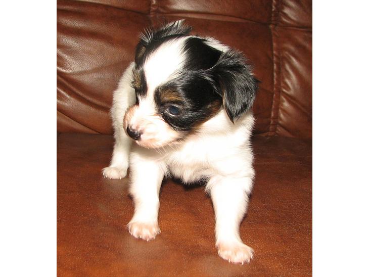 Papillon NA´s Mikey *Gavtyv* Min mors hund :-) billede 1