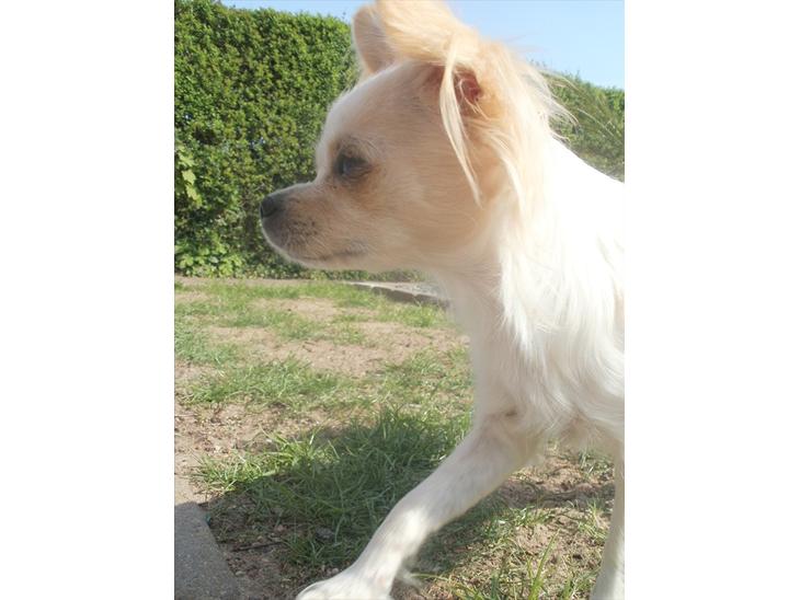 {{currentPhoto.altText}} billede {{currentPhoto.number}}