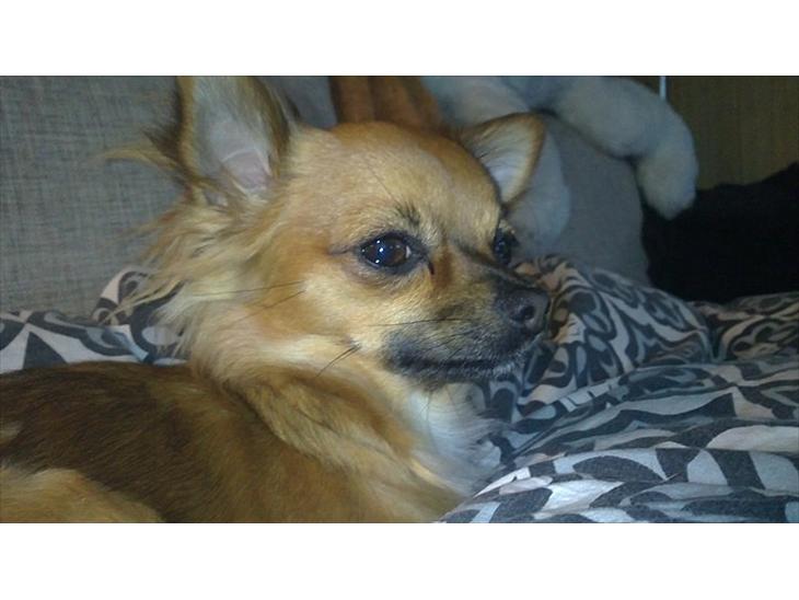 Chihuahua Coco billede 1