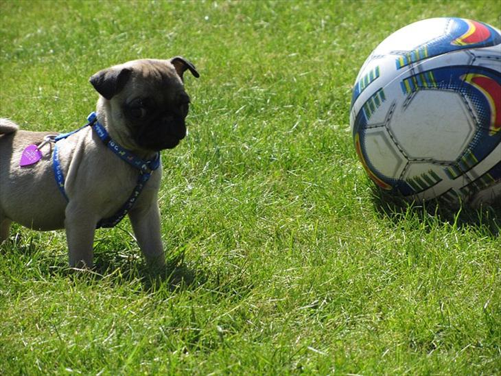 Mops Ziggy<3 billede 1