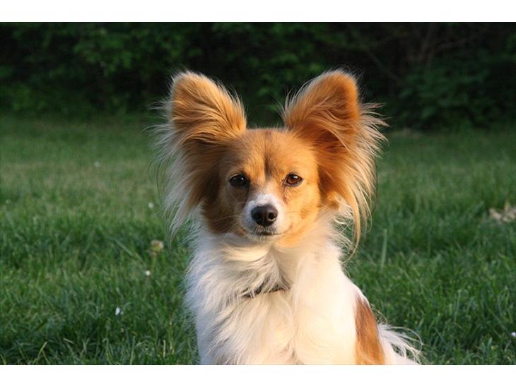 Papillon Emma - Maj 2011 billede 1