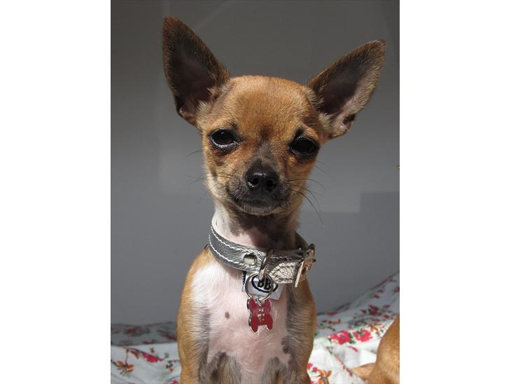 Chihuahua *~ Shika ~* R.I.P - Velkommen til min profil, mit navn er Shika! :o) billede 1