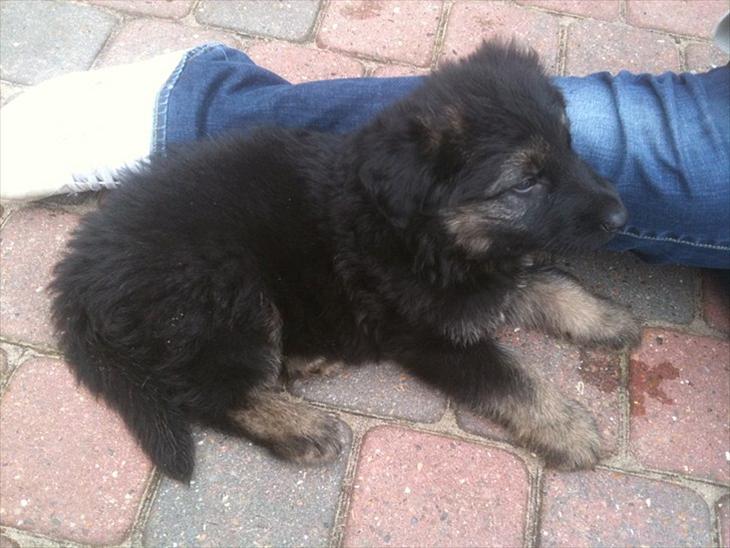 {{currentPhoto.altText}} billede {{currentPhoto.number}}