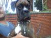 Boxer Tyson