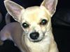 Chihuahua Tino