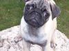 Mops Bonzo :-)