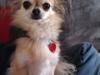 Chihuahua | Jacko