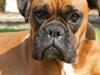 Boxer Martha