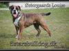 Olde english bulldogge Østergaards Louise