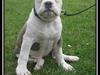 Olde english bulldogge Bullforce Little Bluebell