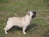 Fransk bulldog Csara
