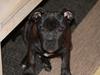 Staffordshire bull terrier Tyson